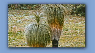 1993_WA_D05-17-16_Blackboy (Xanthorrhoea preissii).jpg